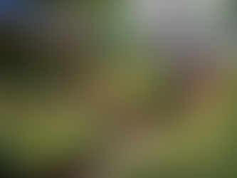 Alankar Square in Nagpur: The City’s Thriving Plant Nursery Hub