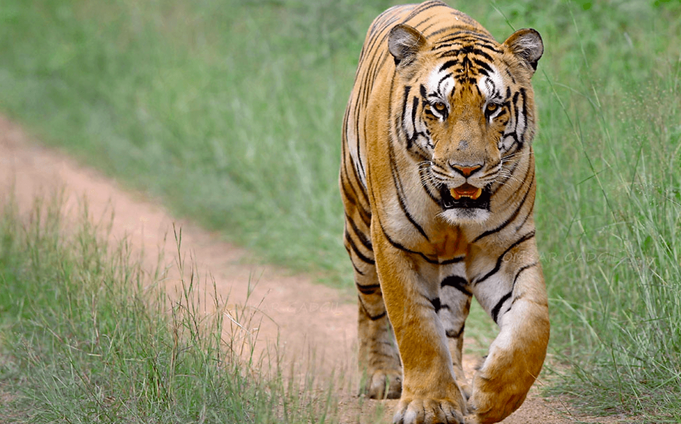 Jai: Vidarbha’s Iconic Tiger