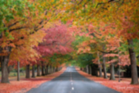 Canvas print - Honour Avenue in Autumn