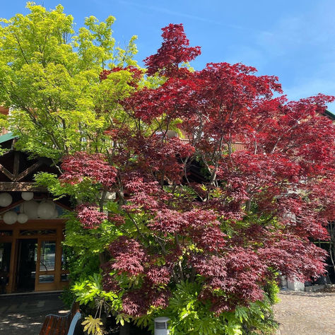 Cosa c'è di NUOVO nell'aria? profumo di BE-N-ESSERE