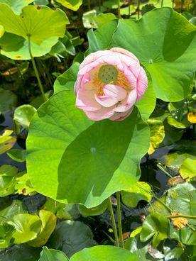 ヘルパーのひとりごと25