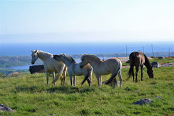 Sommerbeite i Pigane