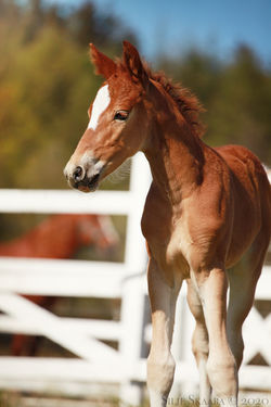 KM Chanteur 1 uke gammel