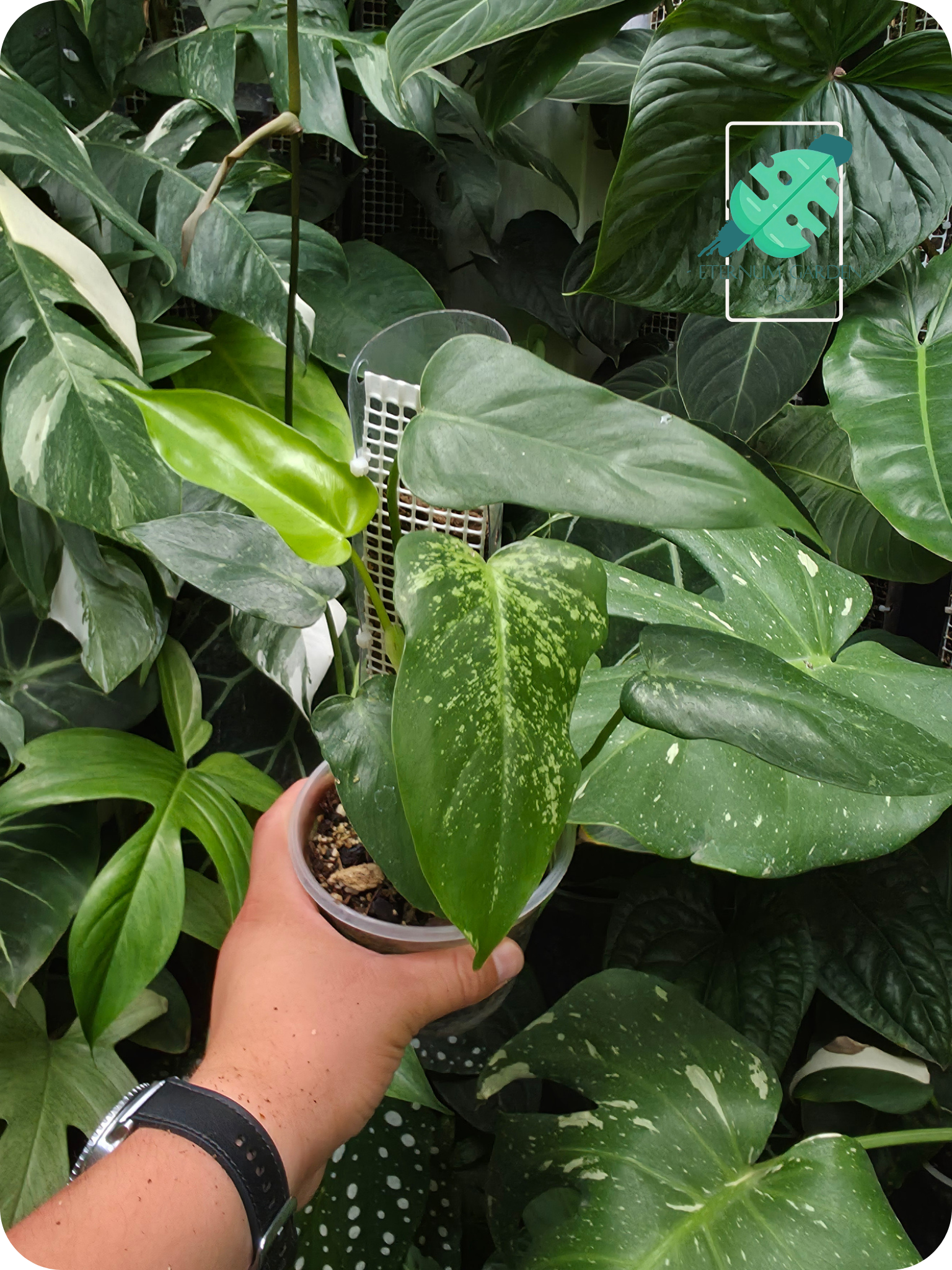 Philodendron Golden Dragon