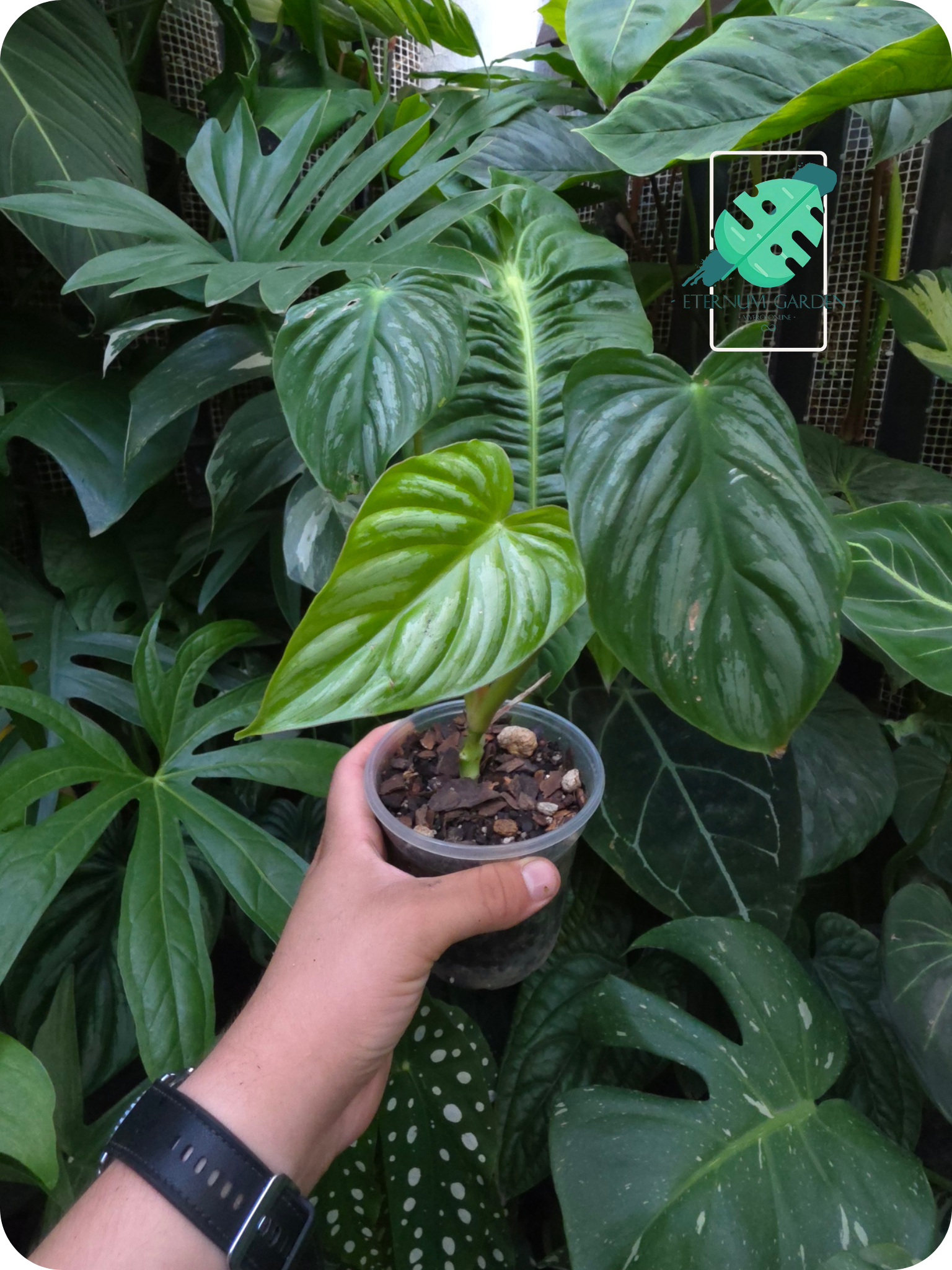Philodendron Pastazanum Silver