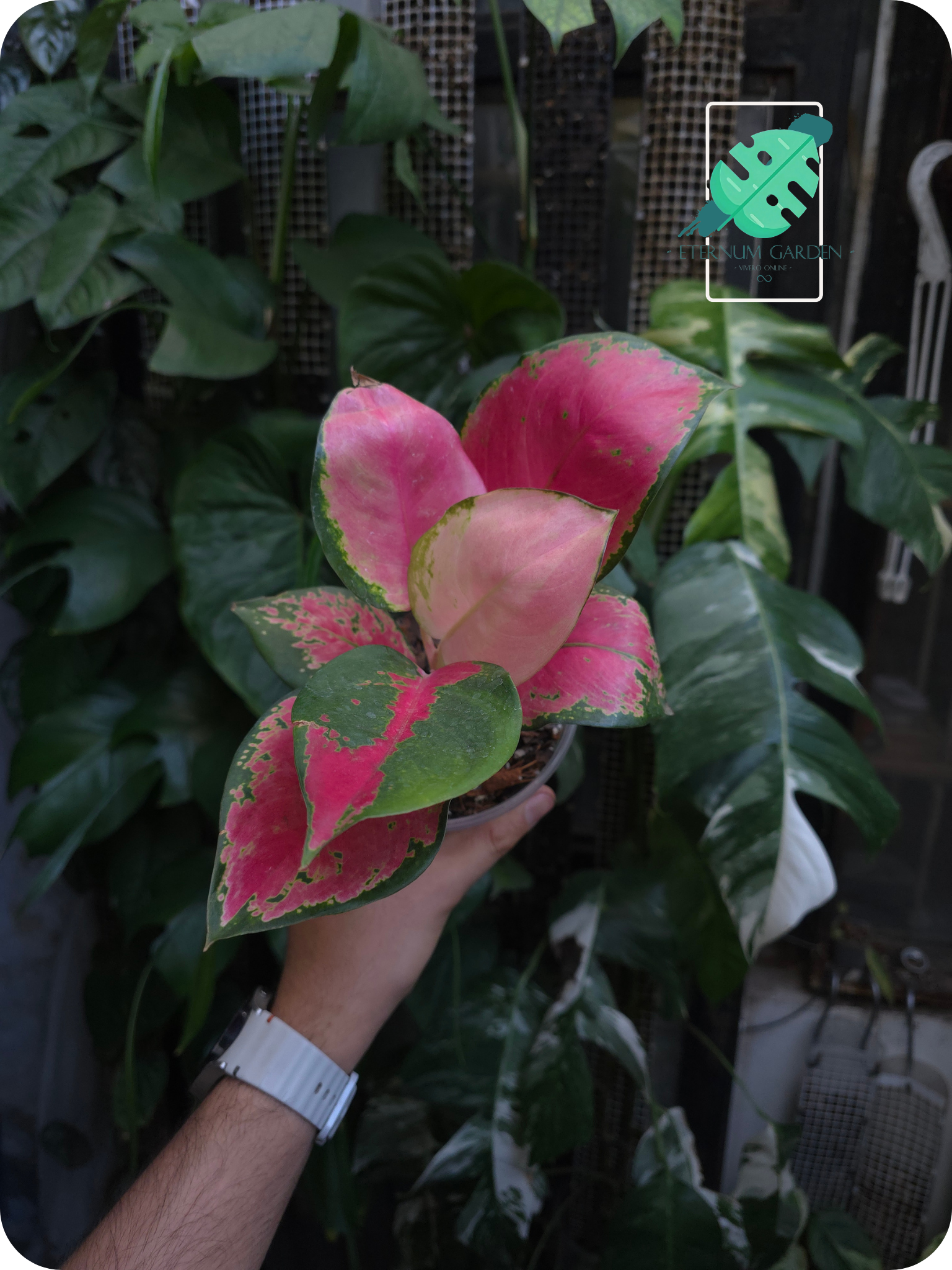 Aglaonema Pink Cherry 4.5"