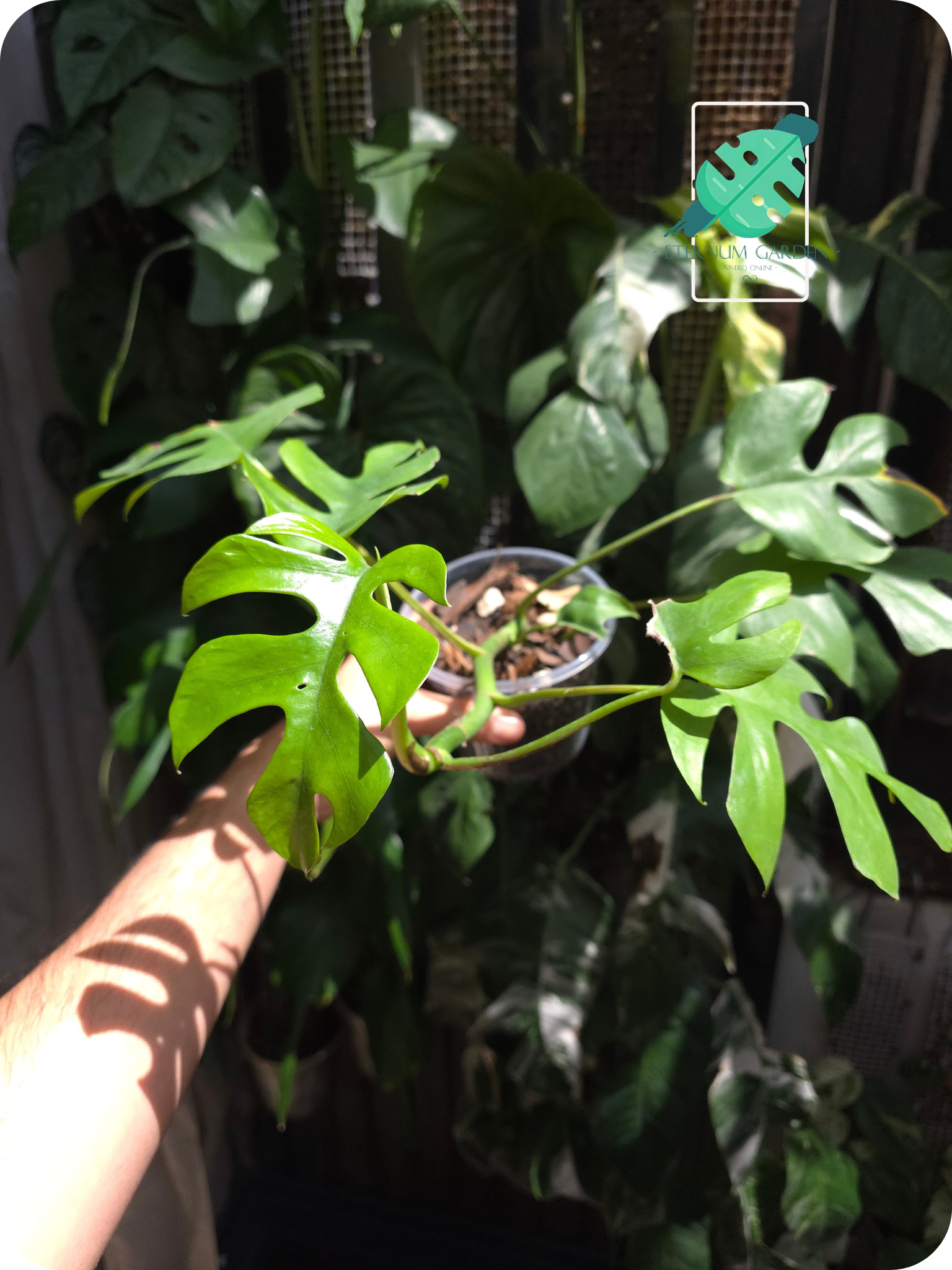 Rhaphidophora Tetrasperma 4.5"