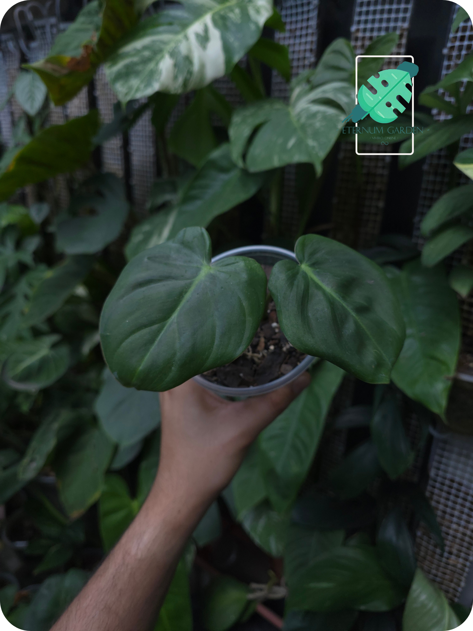 Philodendron Dean Mcdowell