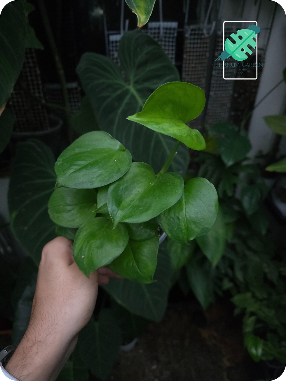 Epipremnum Aerum Manjula Green/ Pothos Manjula Green