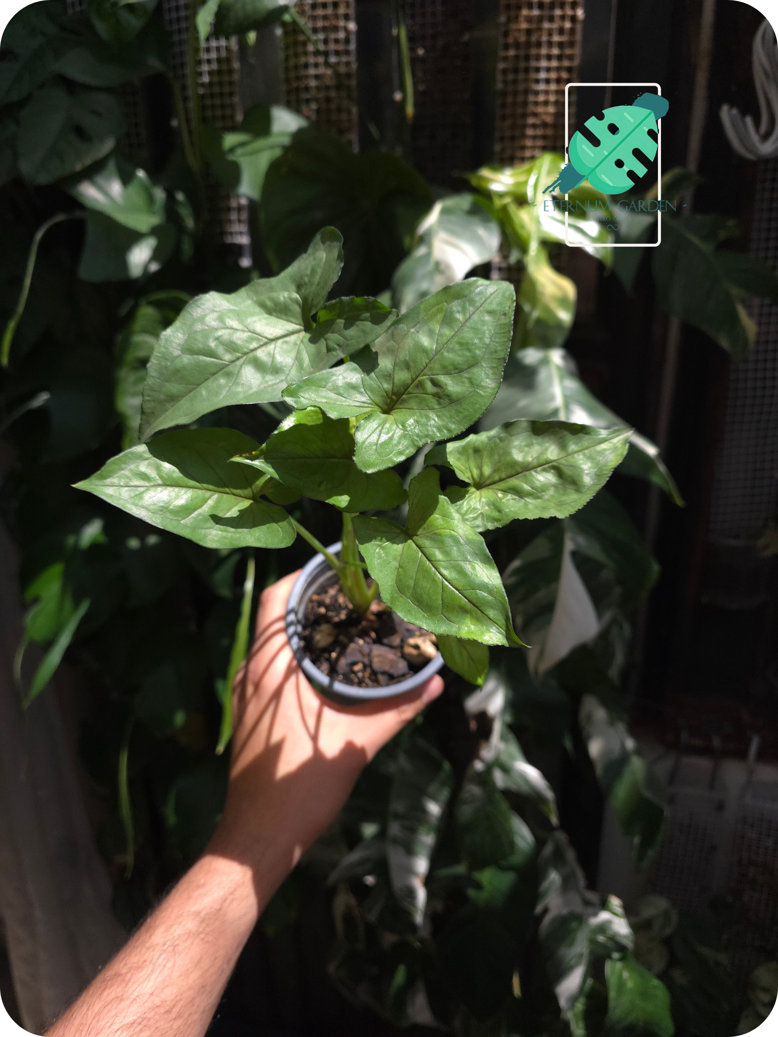 Syngonium Orn Manee