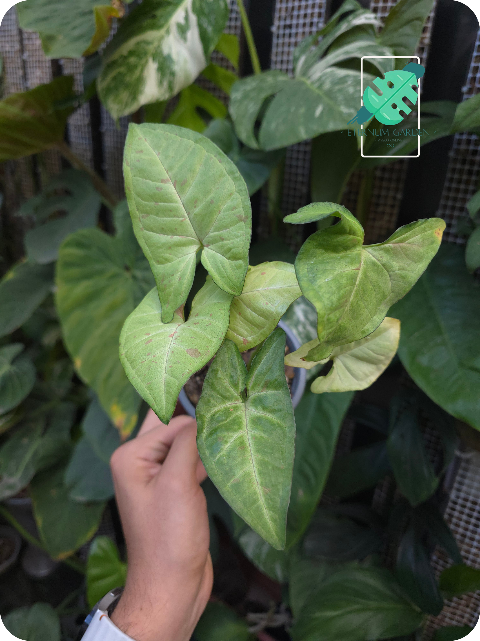 Syngonium Podophyllum "Confetti" 4.5"