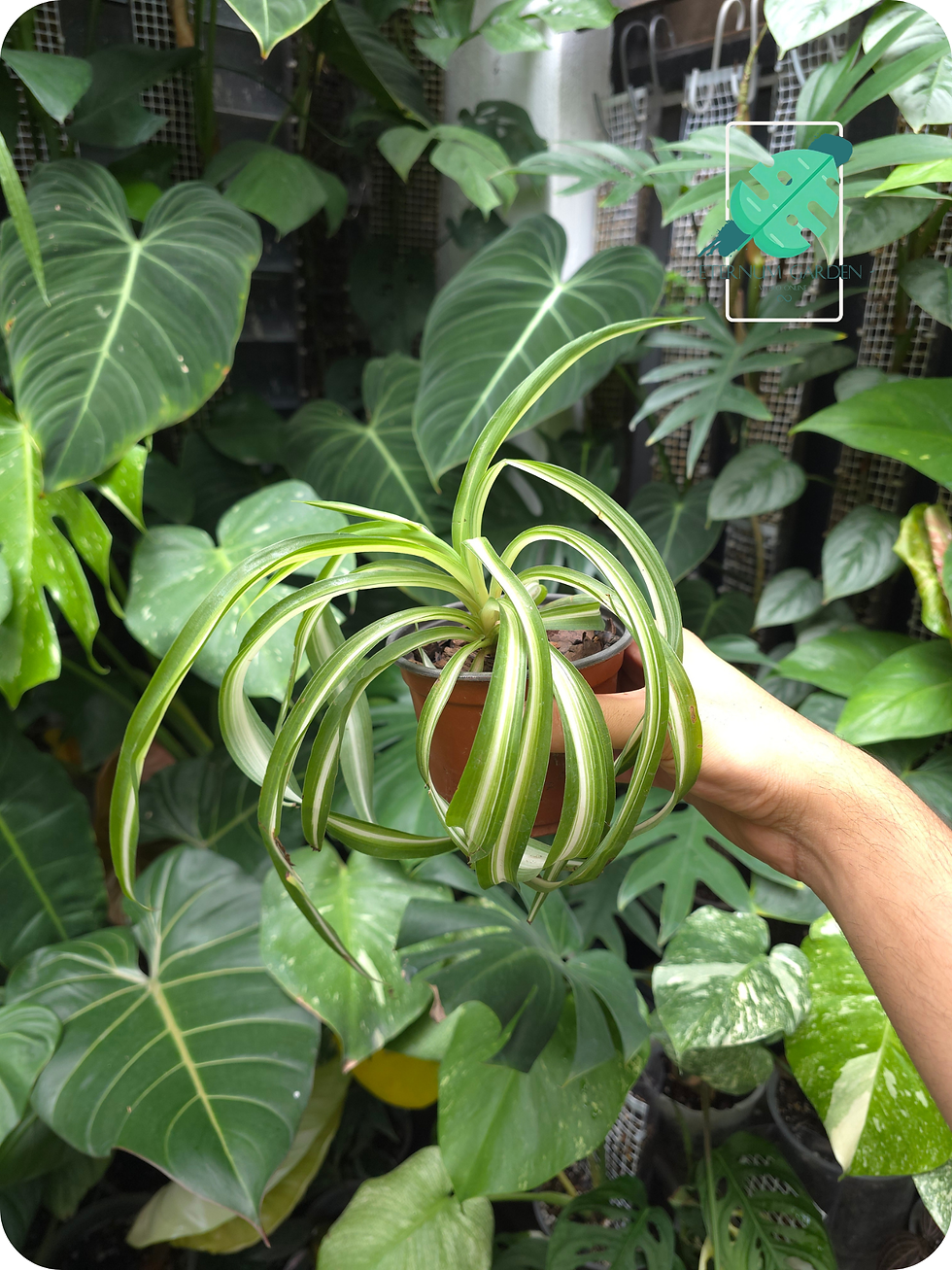 Miniatura: Chlorophythum Comosum Curly / Liston Curly / spider plant
