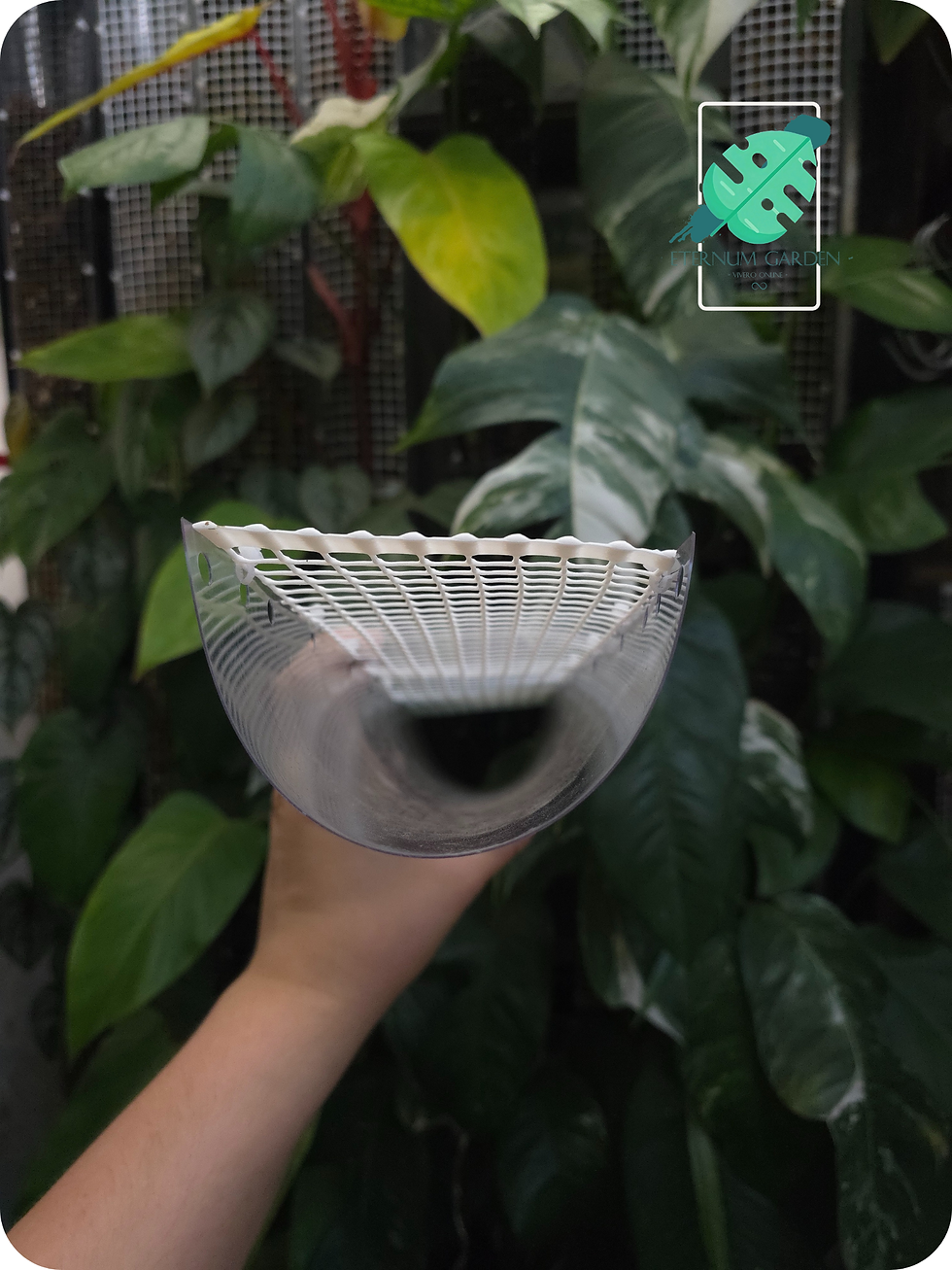 Miniatura: Tutor para plantas / Climberpole Mediano Monstera