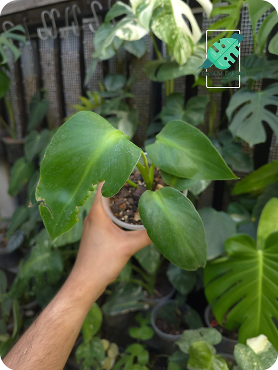 Philodendron Rugosum Aberrant 4.5" | Eternum Garden