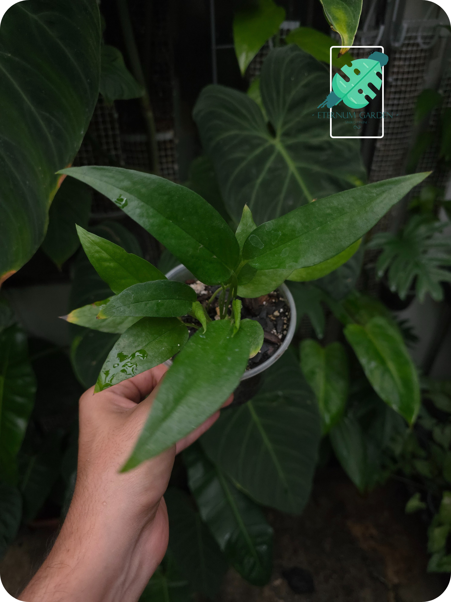 Epipremnum Pinnatum "Skeleton Key" / Pothos Skeleton Key