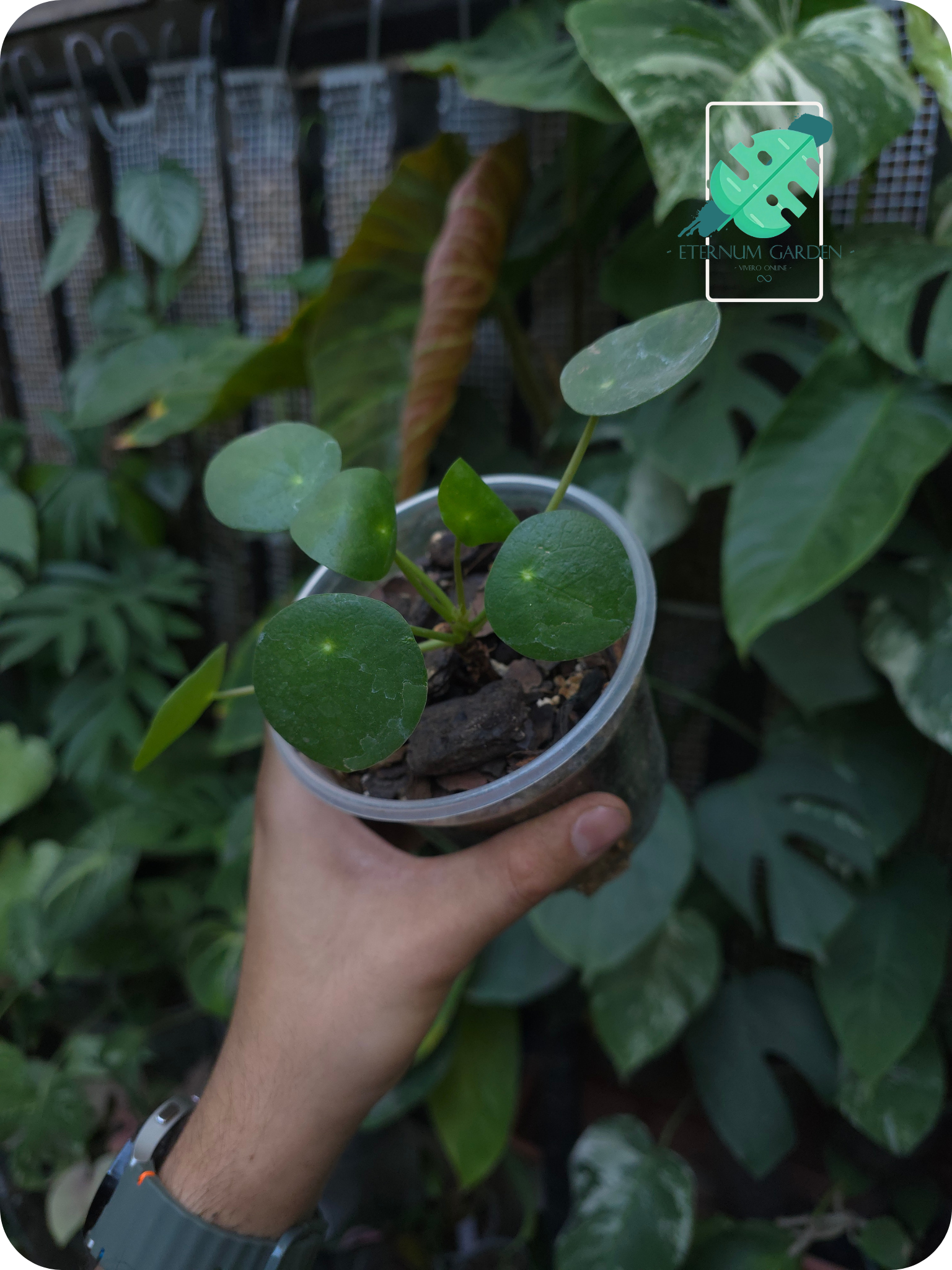 Pilea Peperomioides 4.5"