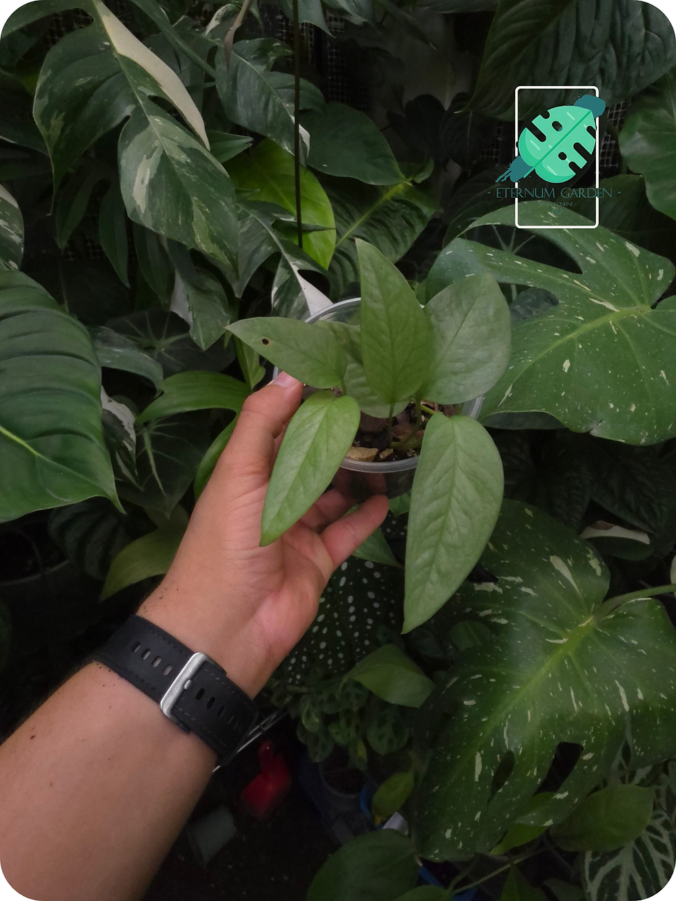 Epipremnum Pinnatum "Cebu Blue" / Pothos "Cebu Blue"