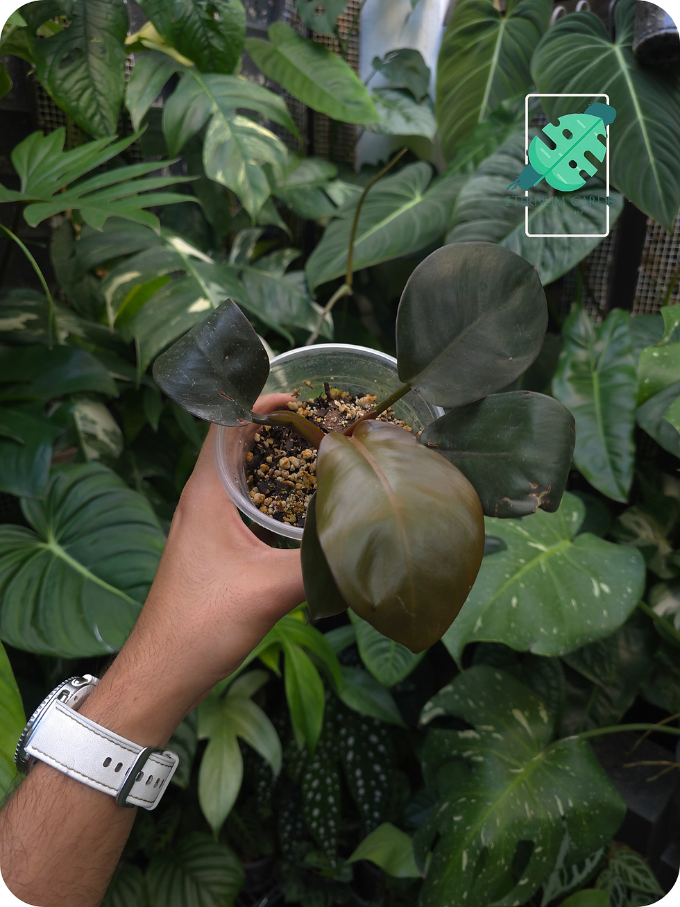 Philodendron Black Cardinal