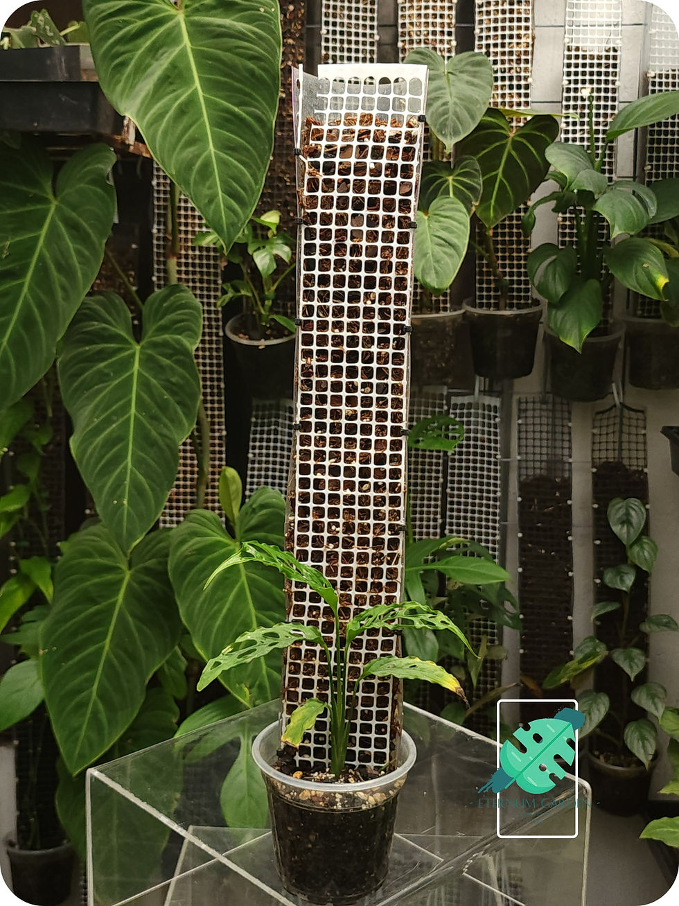 Miniatura: tutor para plantas moss pole