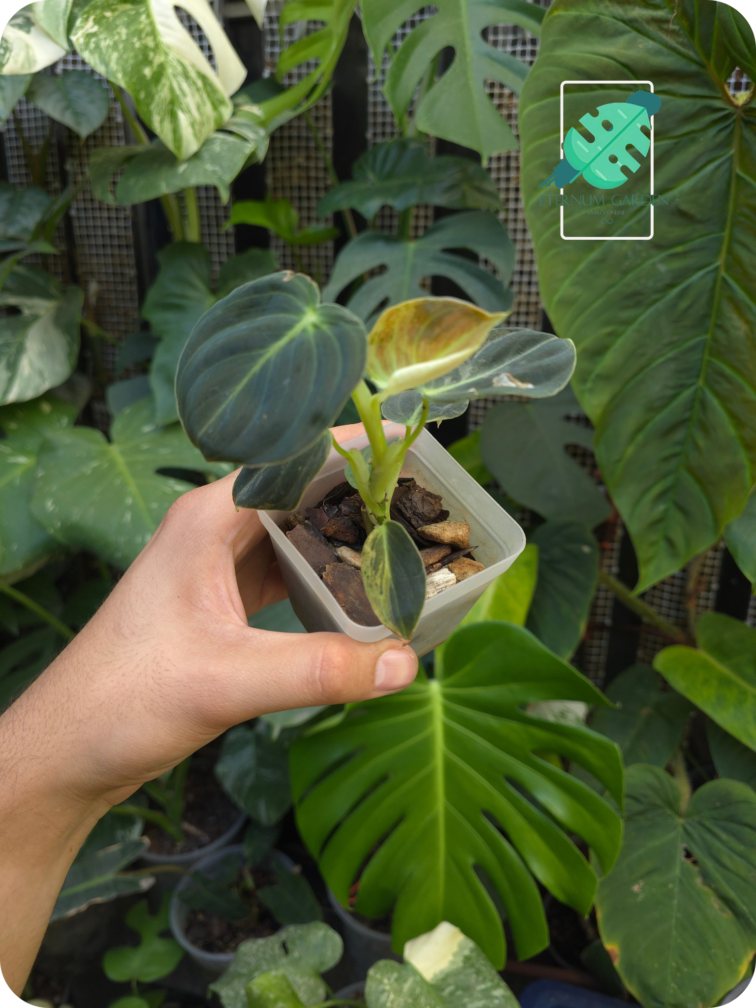 Philodendron Melanochrysum Variegado
