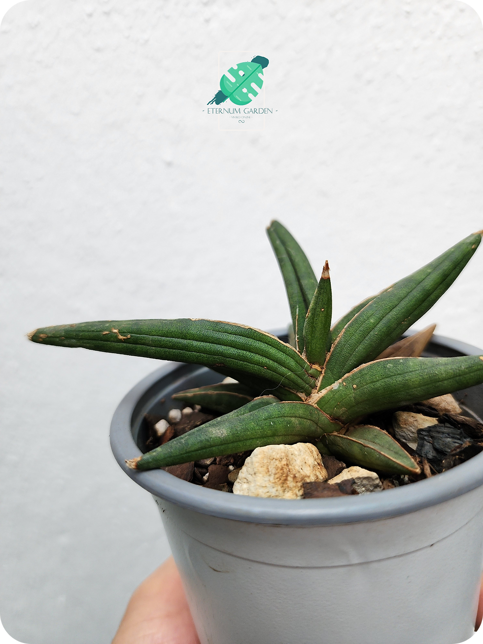 Sansevieria Francissi 4