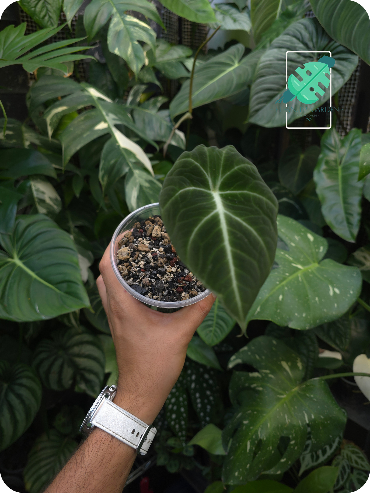 Alocasia Black Velvet