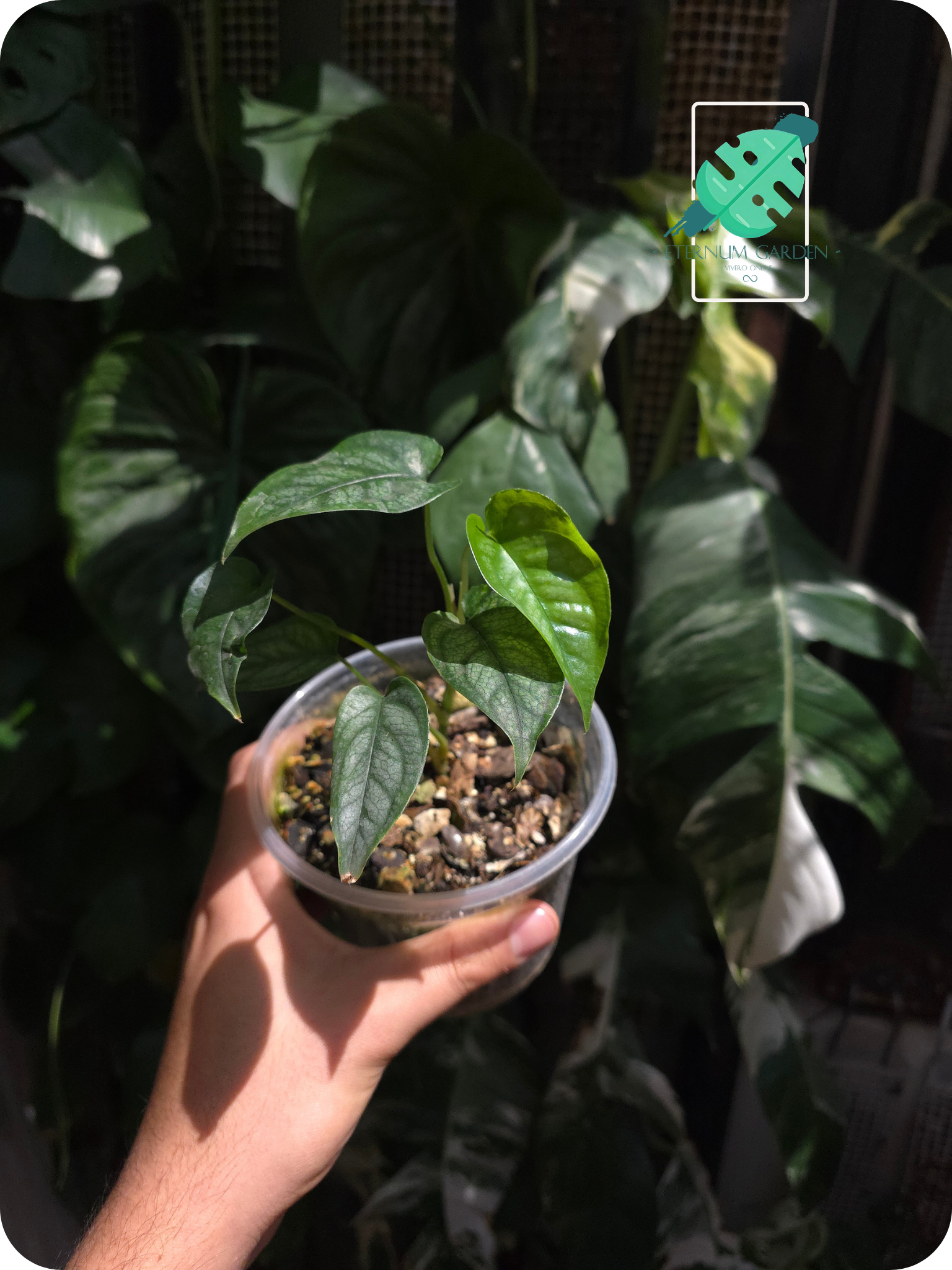 Monstera Siltepecana Salvador