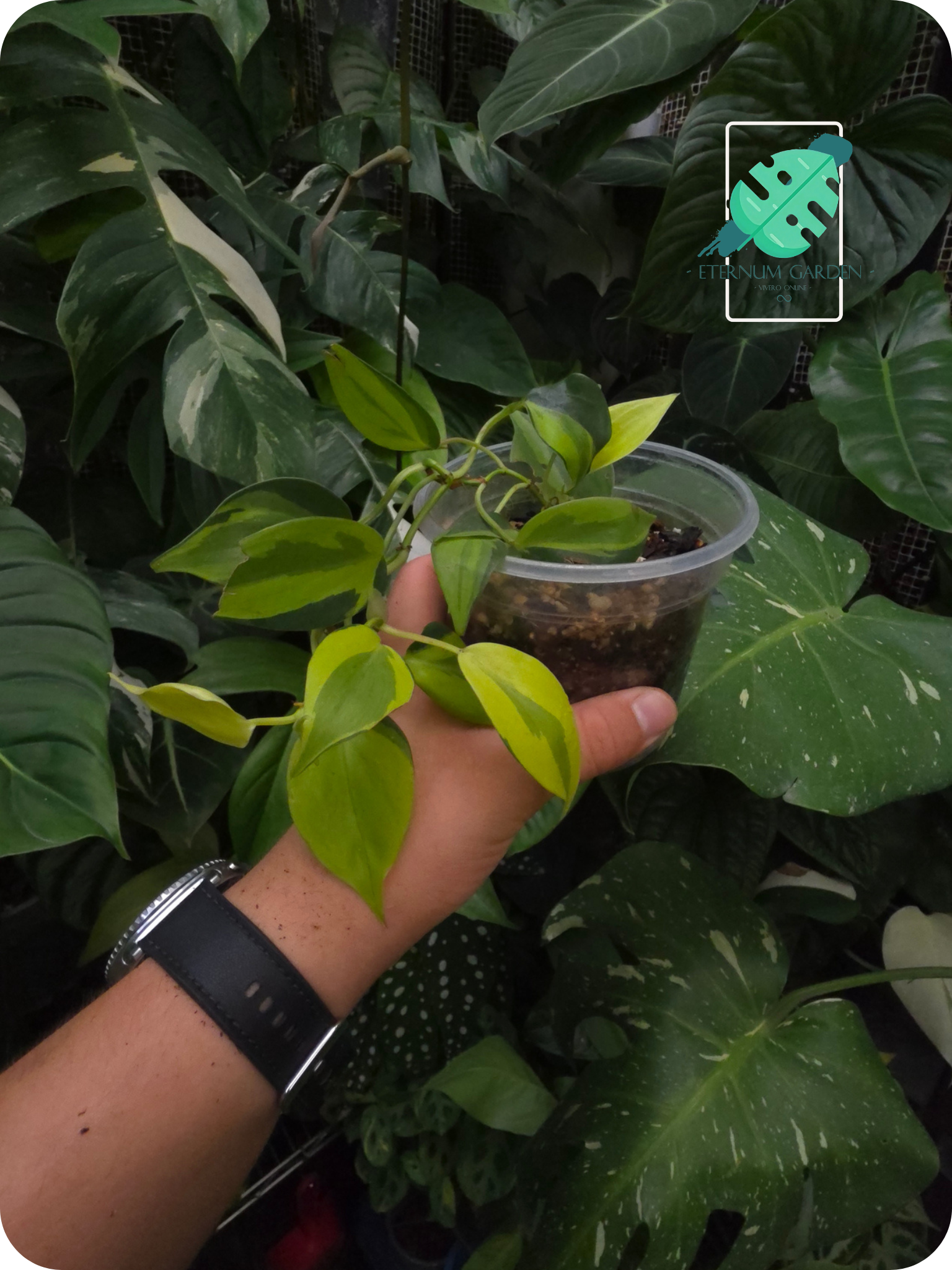 Philodendron Carnival 4.5"