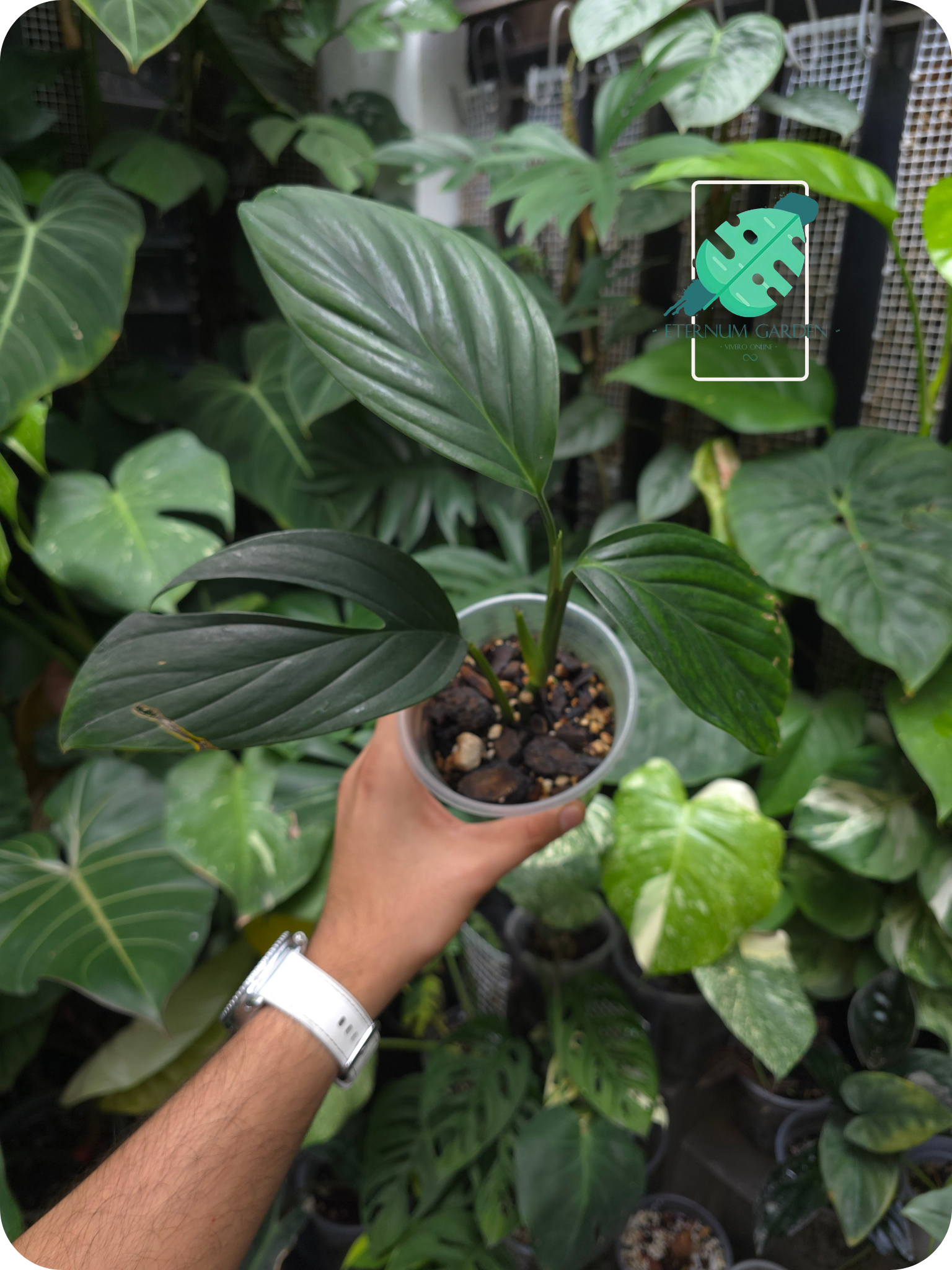 Monstera Pinnatipartita
