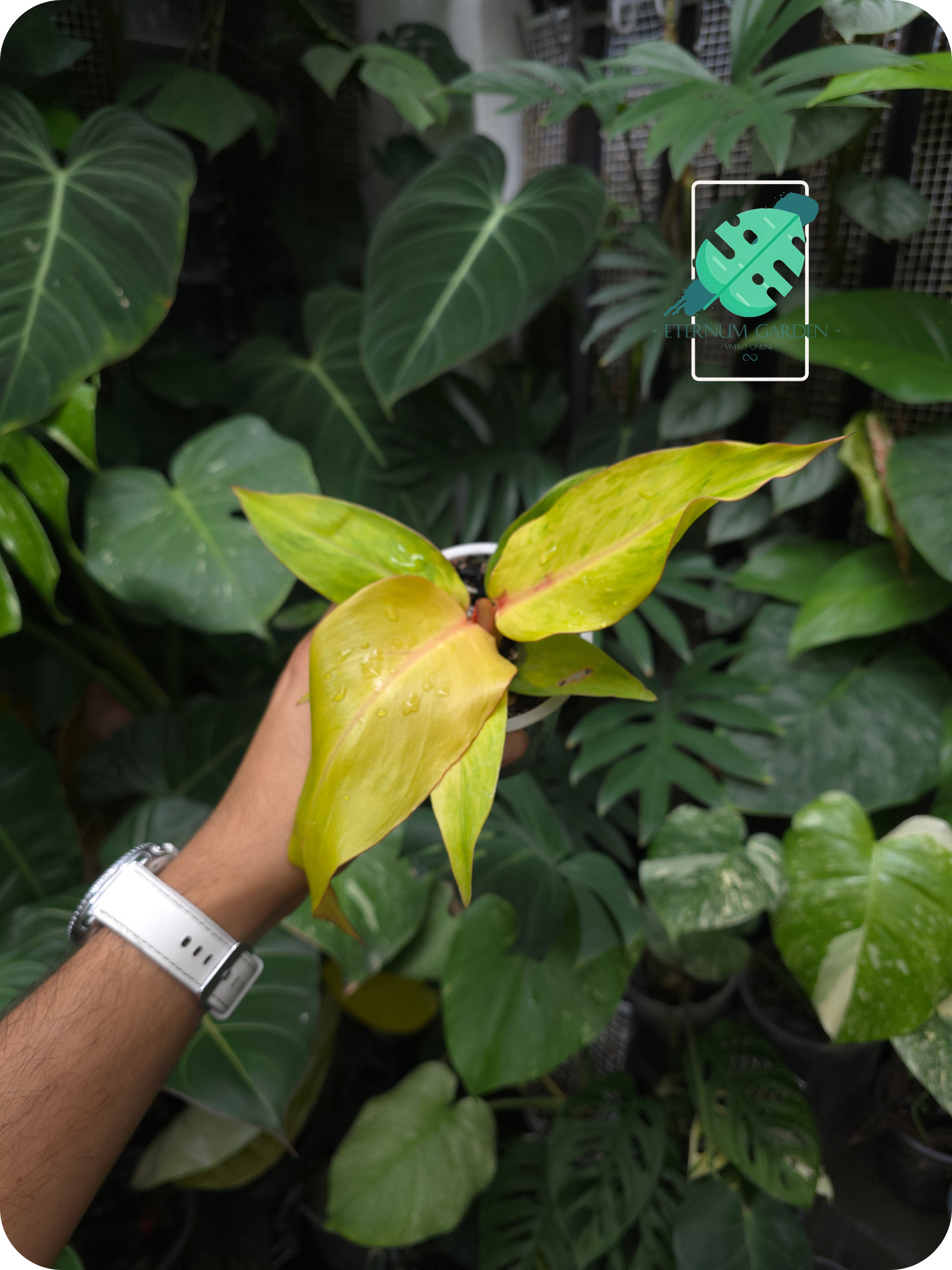 Philodendron Orange Marmalade