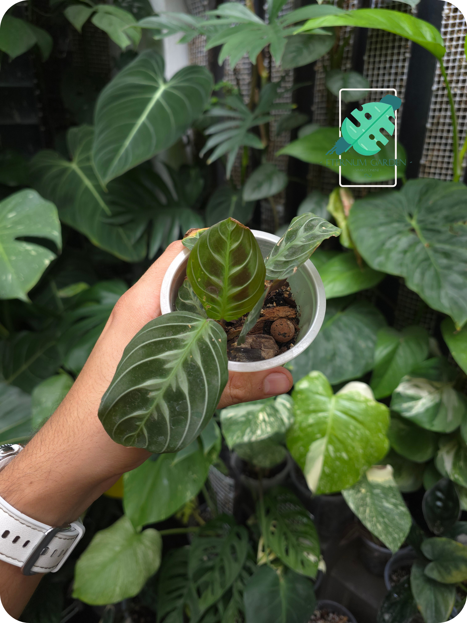 Maranta Black Band ‘Cat’s Moustache’ 4"