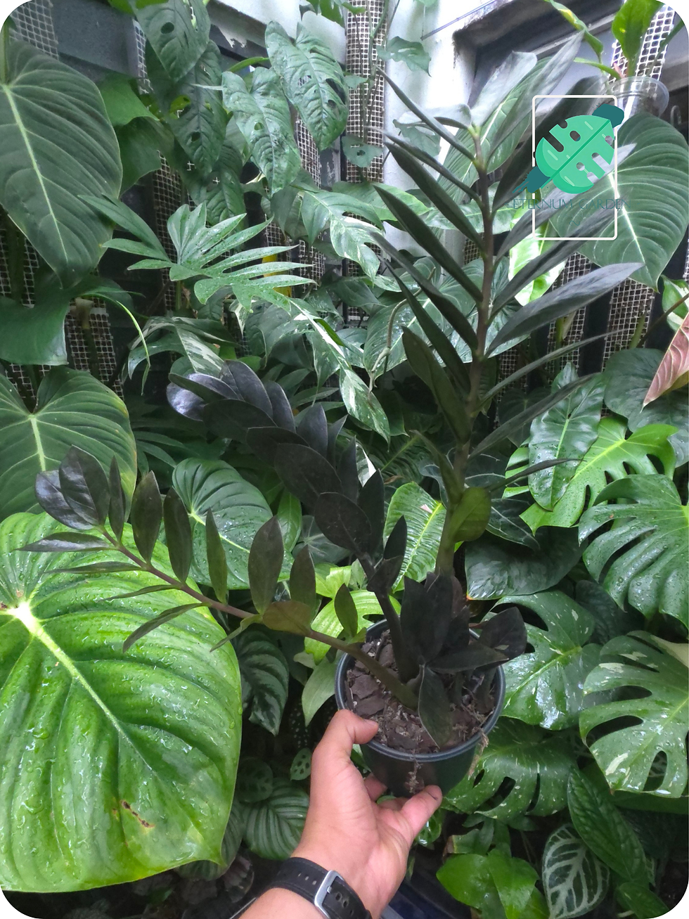 ZZ Plant Raven