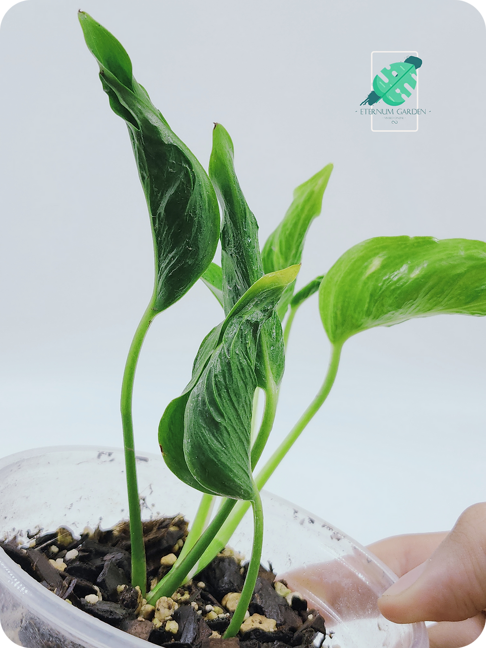 Epipremnum Shangri Lah / Pothos Shangri lah