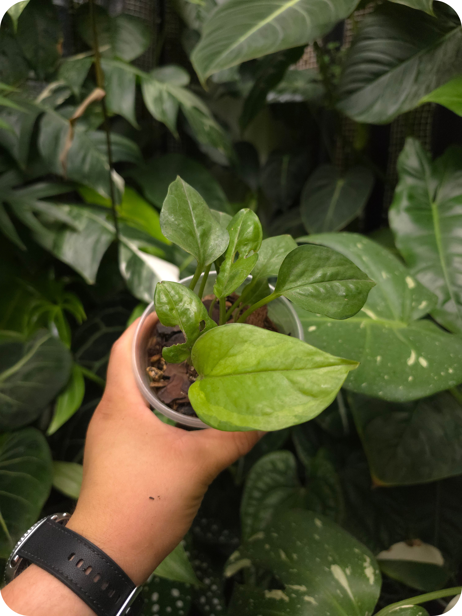 Pothos Lemon Meringue