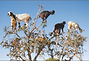 Several goats up in a tree
