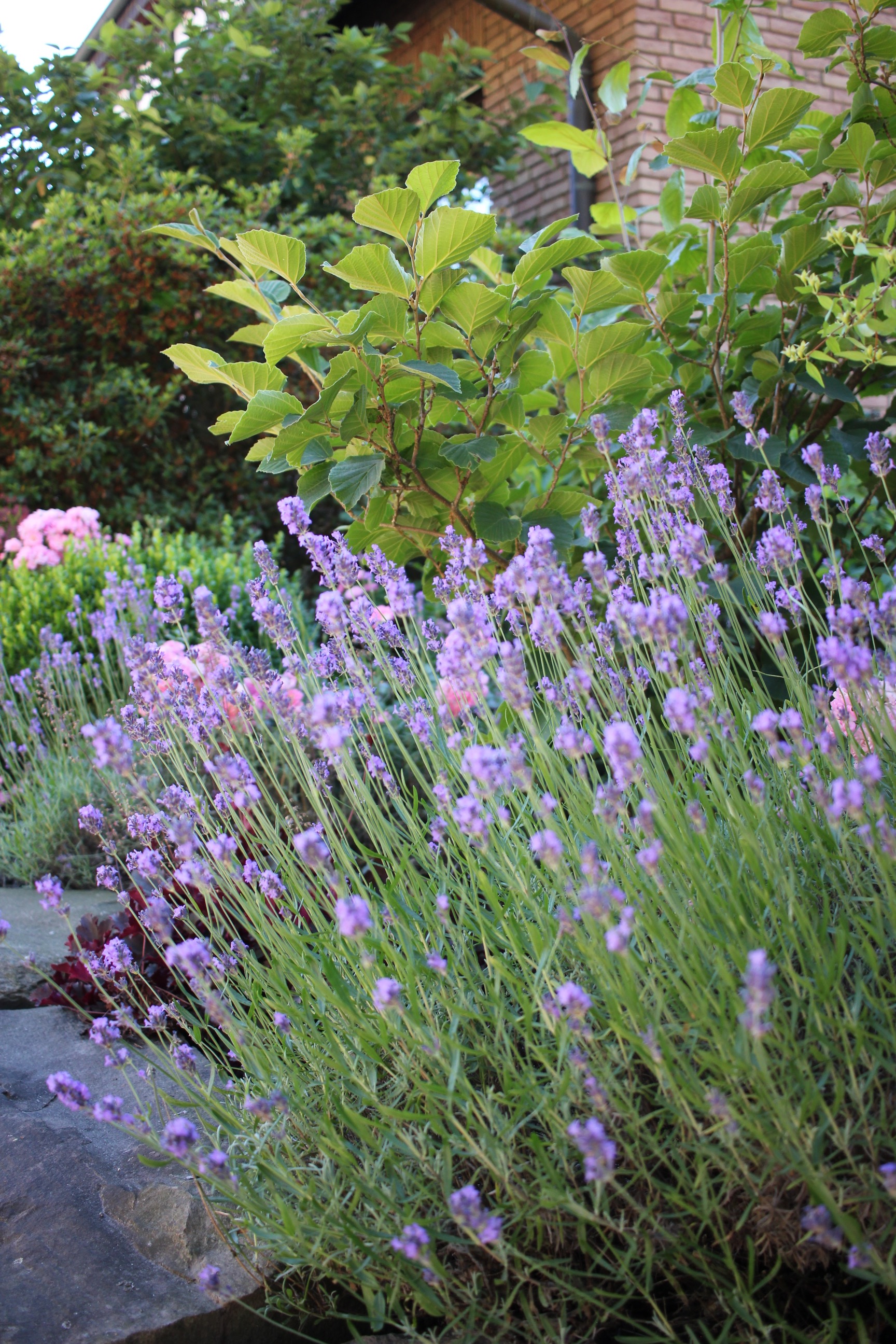 Blumen im Garten