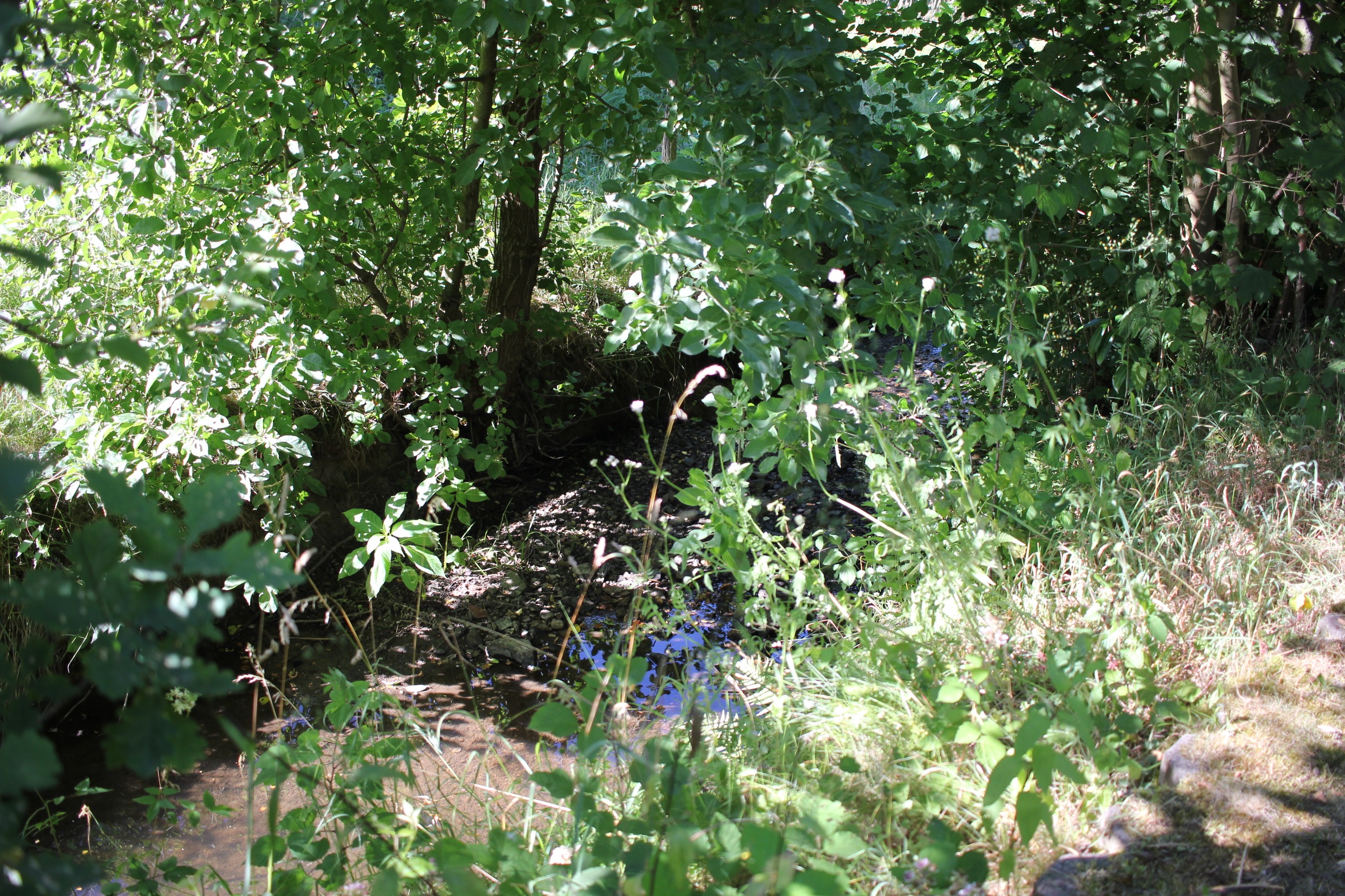 Bachlauf