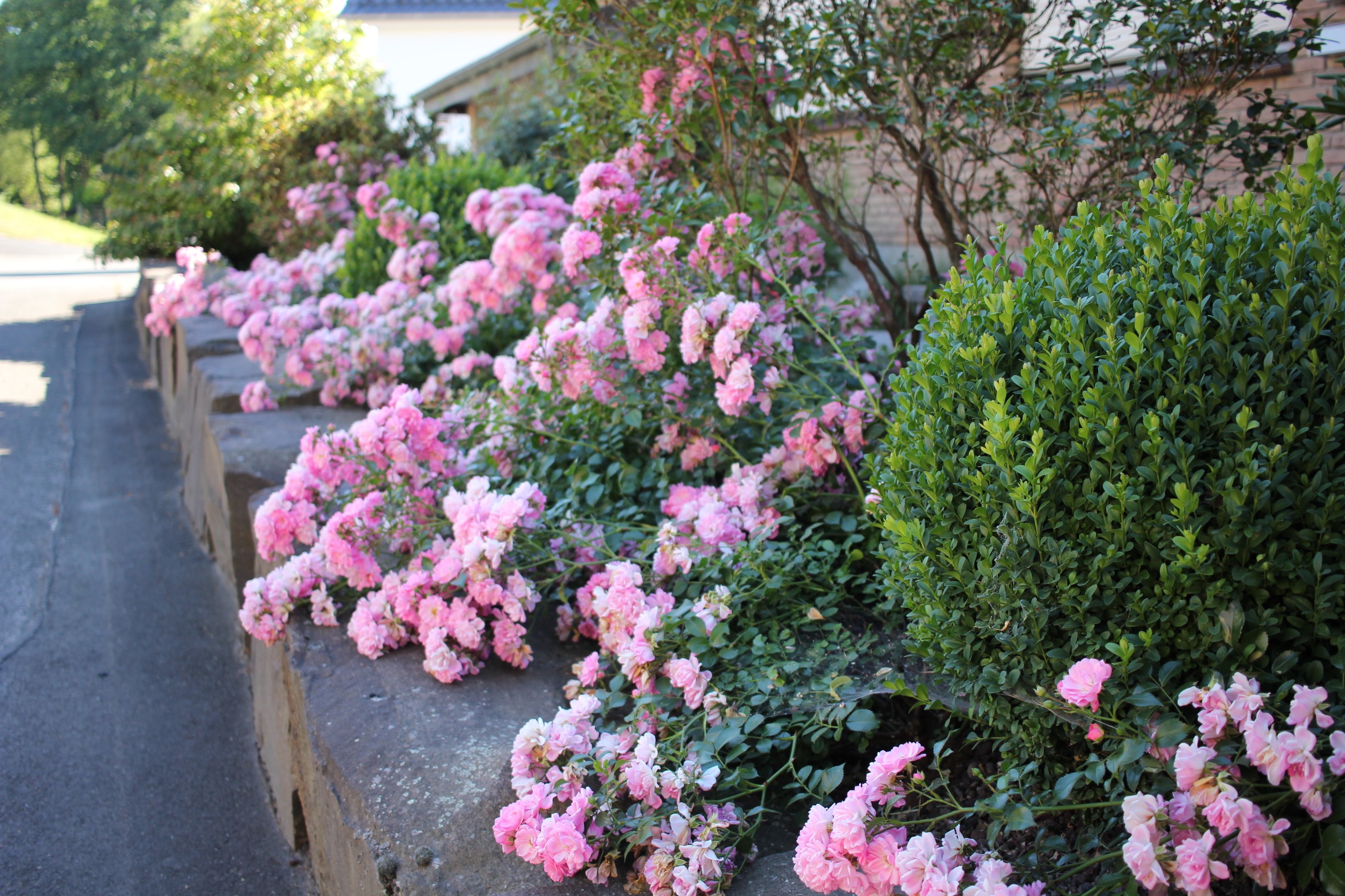 Blumen im Garten