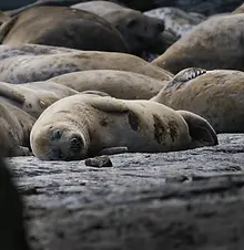 seals 2.webp
