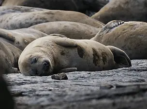 seals 2.webp