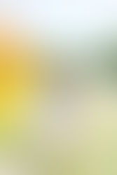 The One About The Magical Flower Field Birthday Celebration