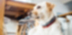 Labrador cane dal veterinario