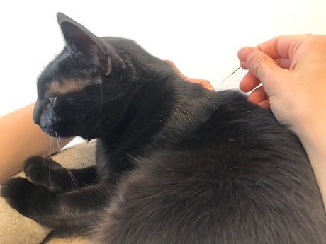 gatto agopuntura veterinaria