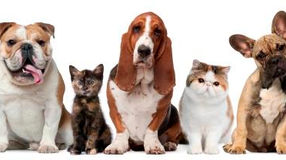 Aspectos que debes tener en cuenta al momento de tener una mascota