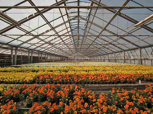 How Fulora Delivers Freshness: A Look Behind the Scenes