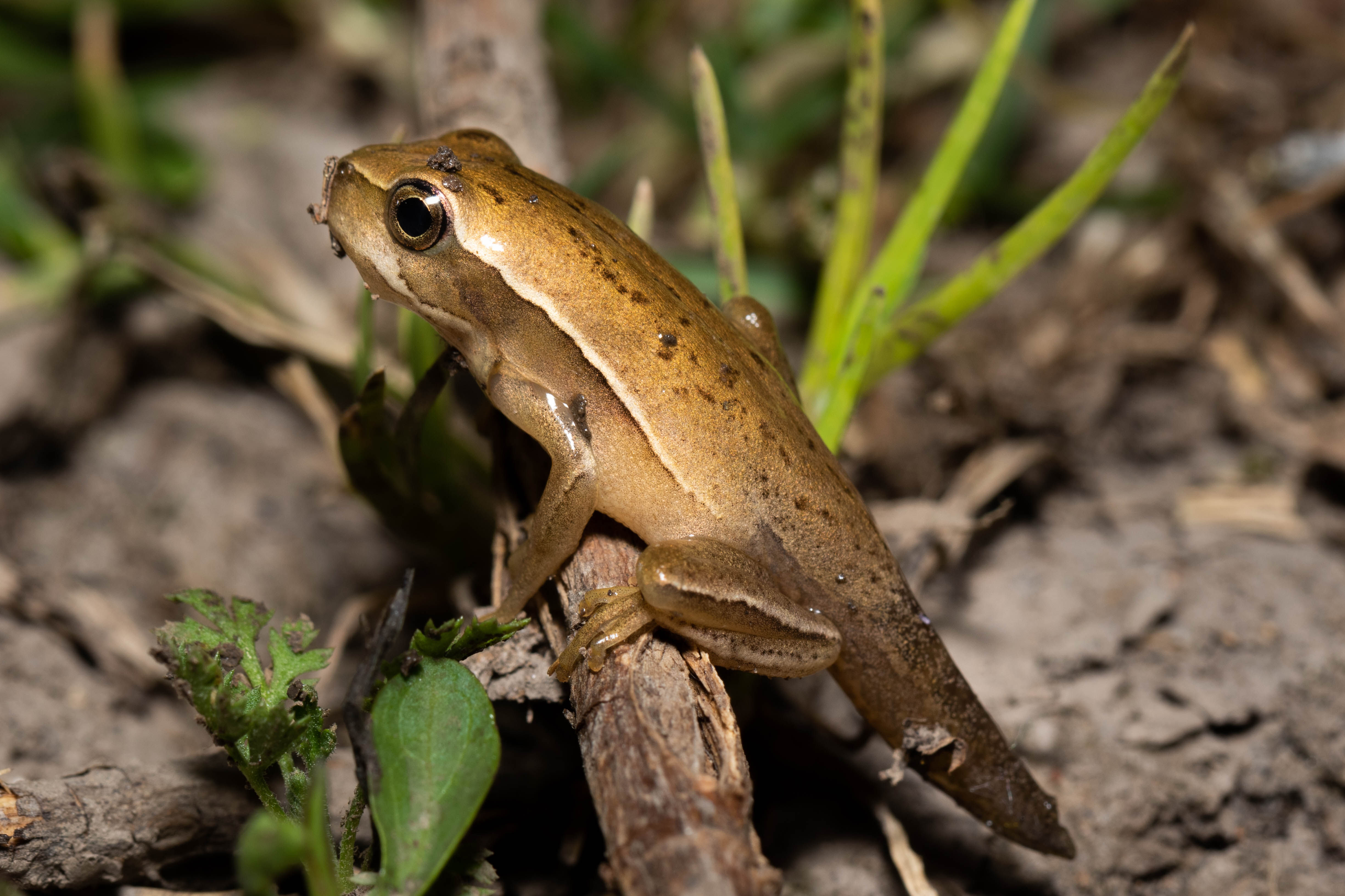 Fotografía Metamorfo