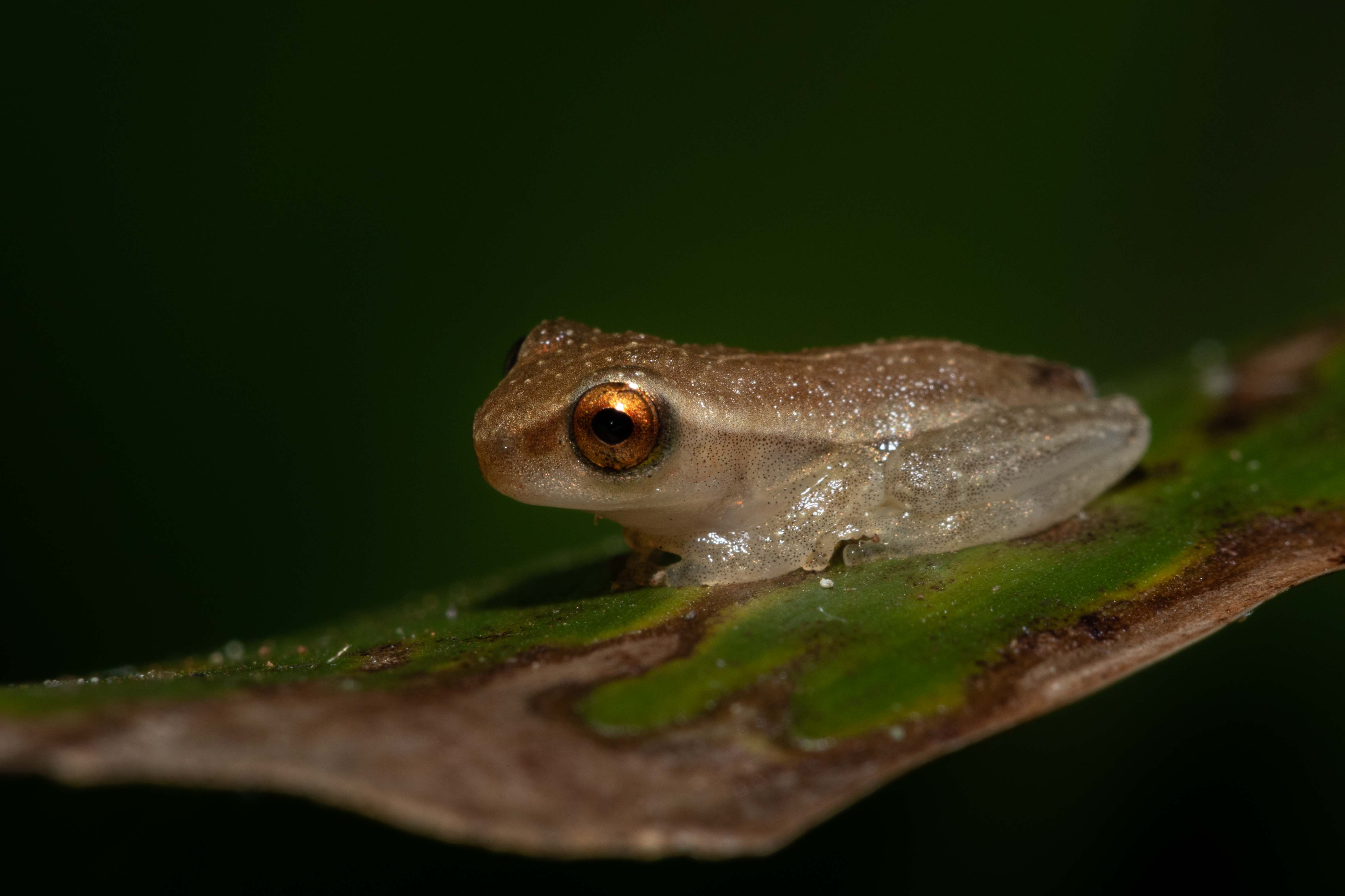 Fotografía Rana Juvenil