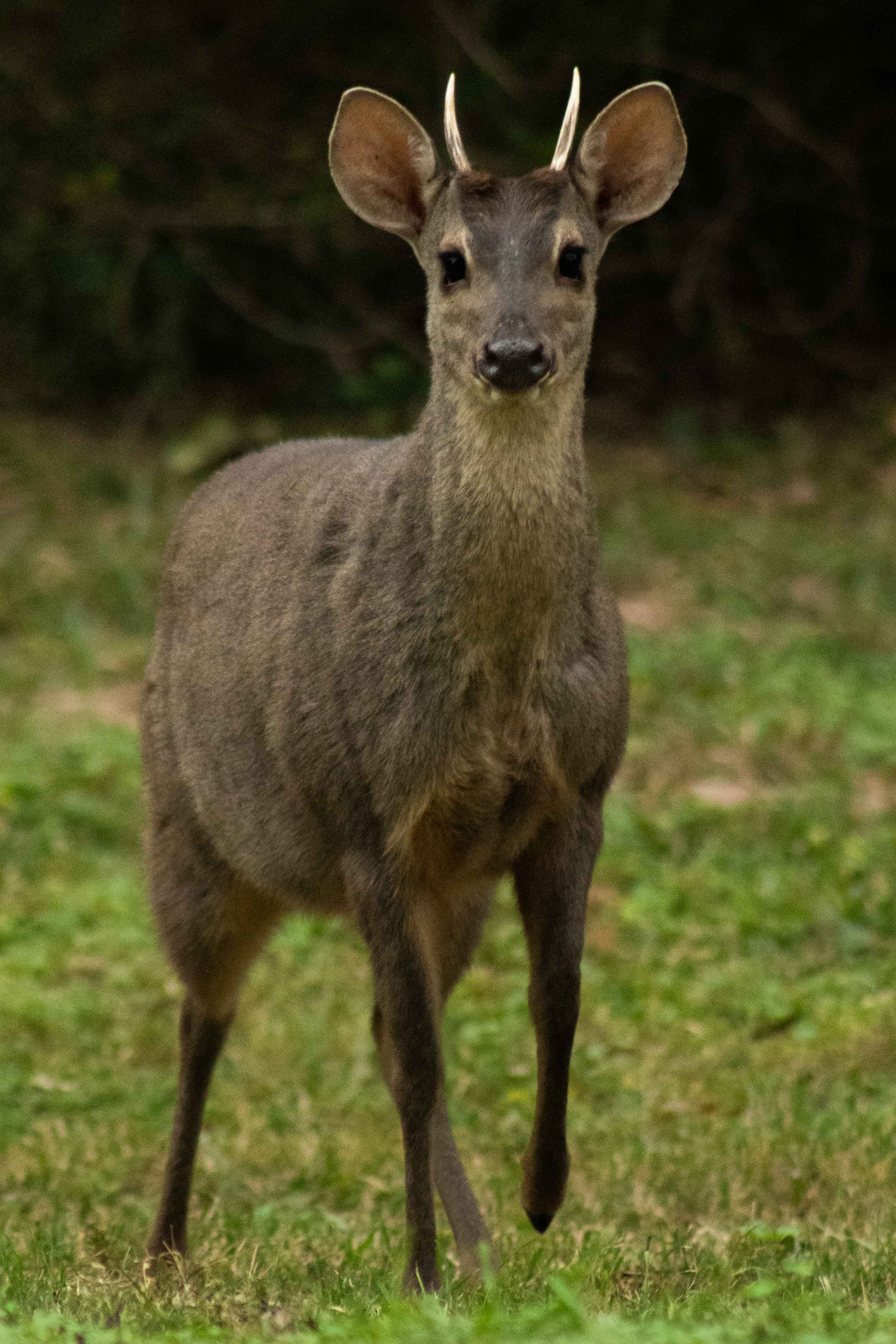Fotografía Corzuela 2