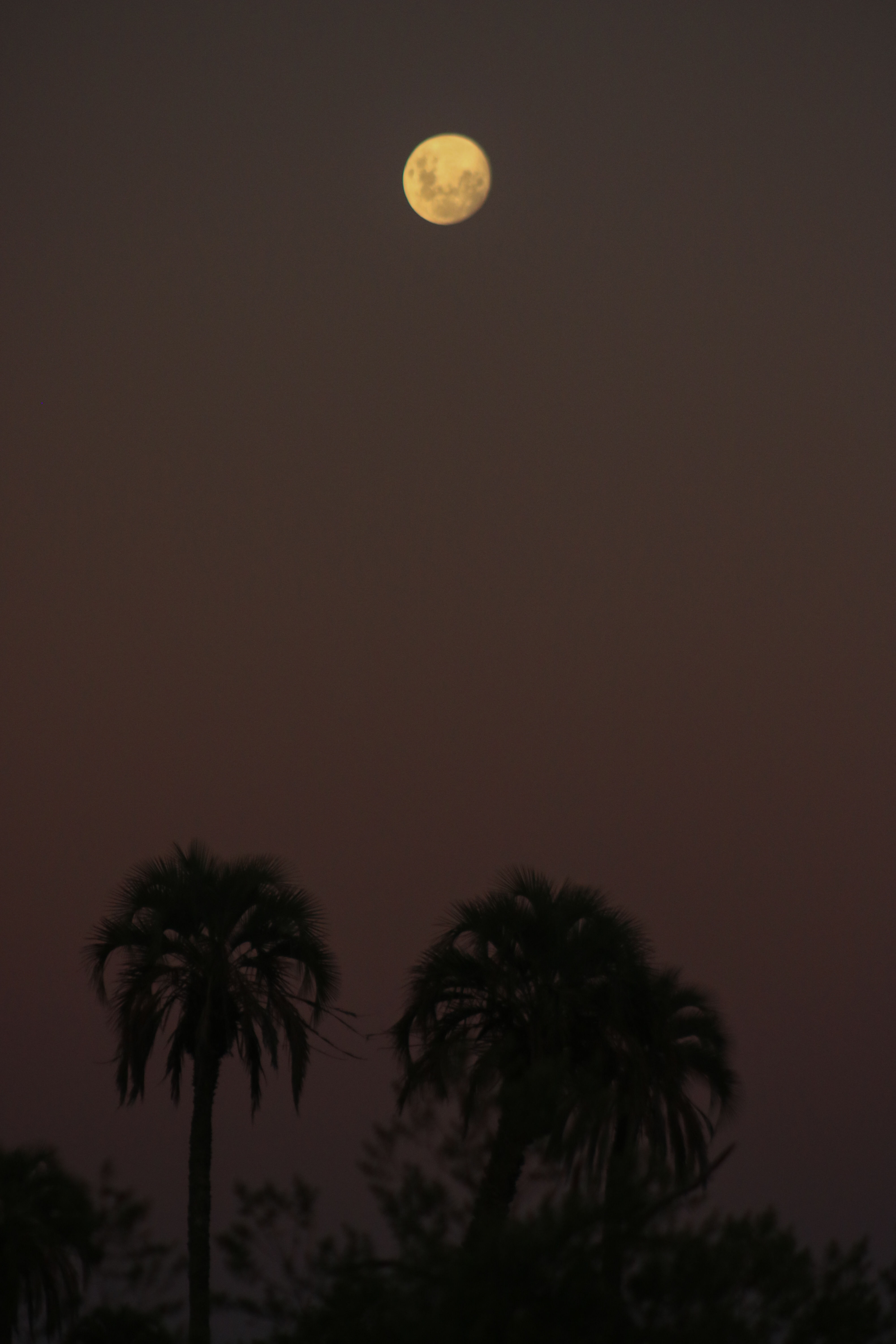 Fotografía Luna y Palmeras