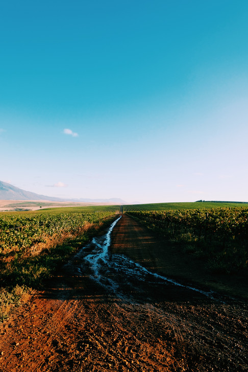 Grenache Noir vineyard, Bot River